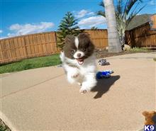pomeranian puppy posted by PuppyAvenue