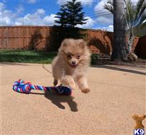 pomeranian puppy posted by PuppyAvenue