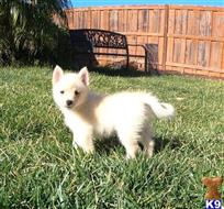 pomeranian puppy posted by PuppyAvenue