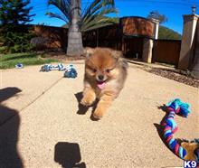 pomeranian puppy posted by PuppyAvenue