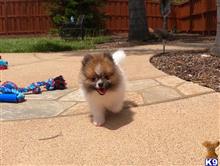 pomeranian puppy posted by PuppyAvenue