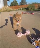 poodle puppy posted by PuppyAvenue