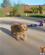 poodle puppy posted by PuppyAvenue