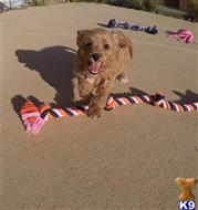poodle puppy posted by PuppyAvenue