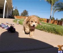 poodle puppy posted by PuppyAvenue