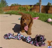 poodle puppy posted by PuppyAvenue