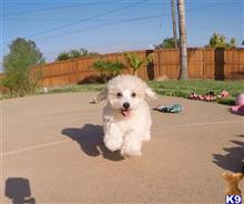 poodle puppy posted by PuppyAvenue