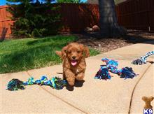 poodle puppy posted by PuppyAvenue