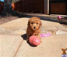 poodle puppy posted by PuppyAvenue