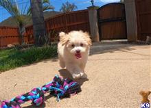poodle puppy posted by PuppyAvenue