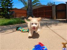 poodle puppy posted by PuppyAvenue