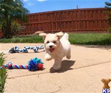 poodle puppy posted by PuppyAvenue