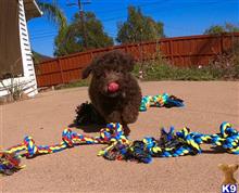poodle puppy posted by PuppyAvenue