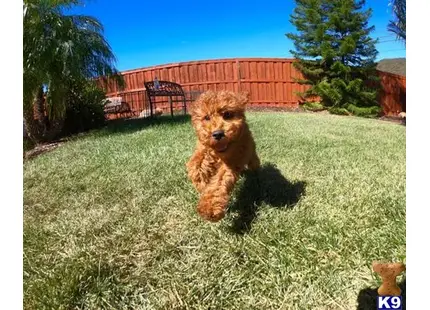 Male Mini Goldendoodle Puppy Jagger available Poodle puppy located in San Diego