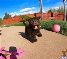poodle puppy posted by PuppyAvenue