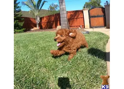 Male Cavapoo Puppy Hudson available Poodle puppy located in San Diego