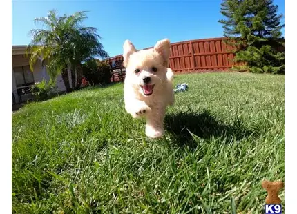 Male Malti Poo Puppy Maverick available Poodle puppy located in San Diego