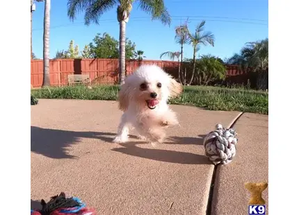 Male Poodle Puppy Ryder available Poodle puppy located in San Diego