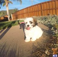 shih tzu puppy posted by PuppyAvenue