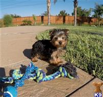 yorkshire terrier puppy posted by PuppyAvenue