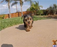 yorkshire terrier puppy posted by PuppyAvenue