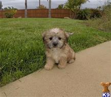 yorkshire terrier puppy posted by PuppyAvenue