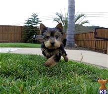 yorkshire terrier puppy posted by PuppyAvenue