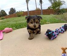 yorkshire terrier puppy posted by PuppyAvenue