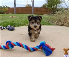 yorkshire terrier puppy posted by PuppyAvenue