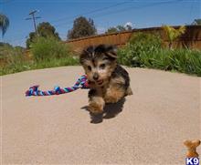 yorkshire terrier puppy posted by PuppyAvenue