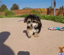 yorkshire terrier puppy posted by PuppyAvenue