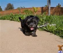 yorkshire terrier puppy posted by PuppyAvenue