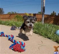 mixed breed puppy posted by PuppyAvenue