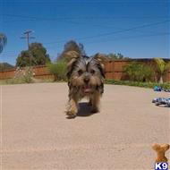 yorkshire terrier puppy posted by PuppyAvenue