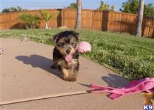 yorkshire terrier puppy posted by PuppyAvenue