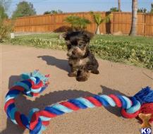 yorkshire terrier puppy posted by PuppyAvenue