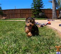yorkshire terrier puppy posted by PuppyAvenue