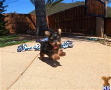 yorkshire terrier puppy posted by PuppyAvenue