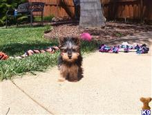yorkshire terrier puppy posted by PuppyAvenue
