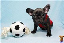 french bulldog puppy posted by PuppyHeaven1