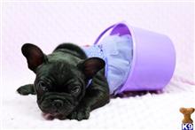 french bulldog puppy posted by PuppyHeaven1