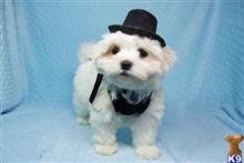maltese puppy posted by PuppyHeaven1