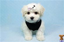 maltese puppy posted by PuppyHeaven1