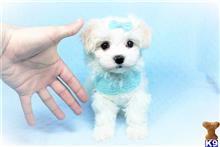 maltese puppy posted by PuppyHeaven1
