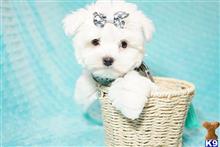 maltese puppy posted by PuppyHeaven1