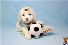 maltipoo puppy posted by PuppyHeaven1
