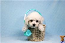 maltipoo puppy posted by PuppyHeaven1