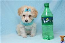 maltipoo puppy posted by PuppyHeaven1