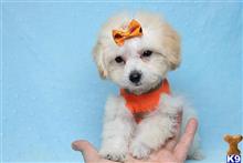 maltipoo puppy posted by PuppyHeaven1