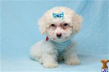 maltipoo puppy posted by PuppyHeaven1